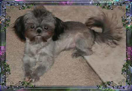 Holden Tiny little male chinese imperial shih tzu puppies for sale small teacup